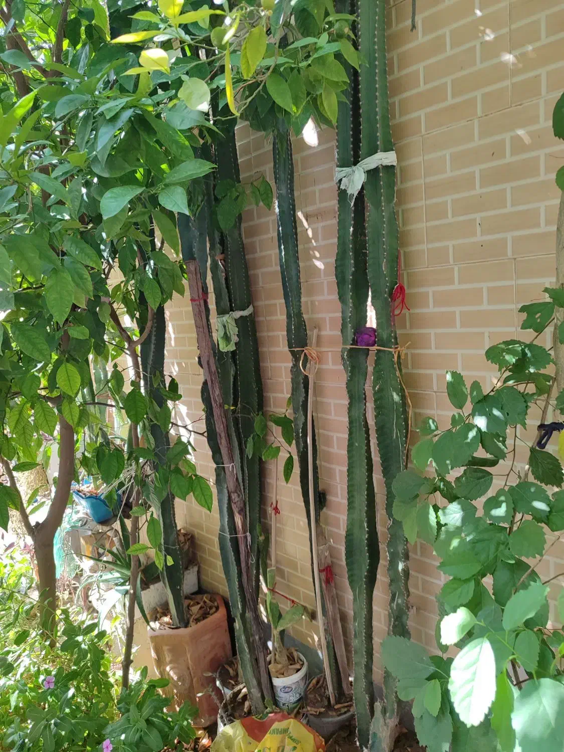 کاکتوس|گل و گیاه طبیعی|بندر گناوه, |دیوار