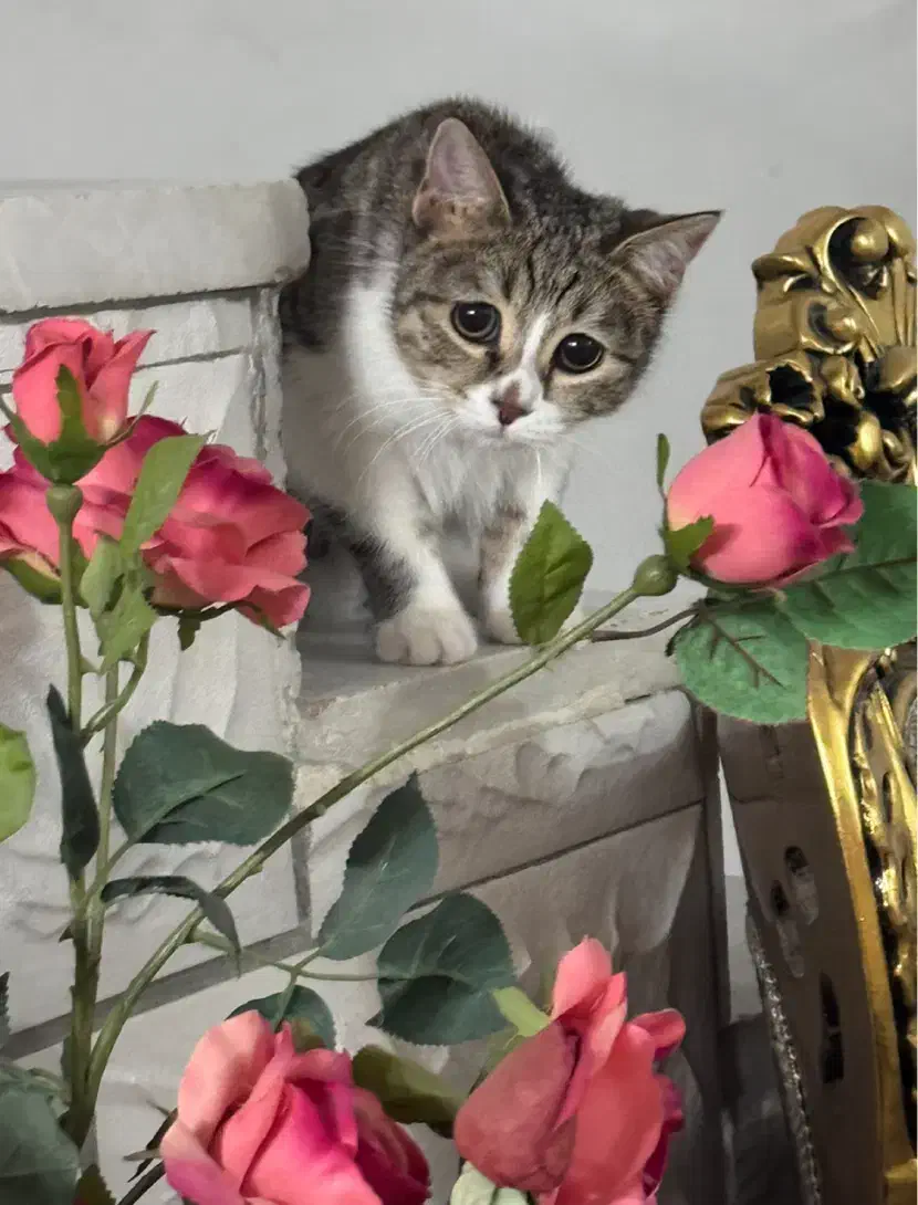 واگذاری گربه رایگان|گربه|شیراز, حافظیه|دیوار