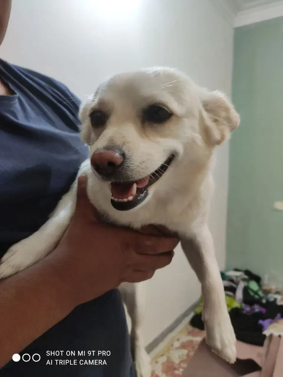 سگ ماده پامر|سگ|ایلام, |دیوار