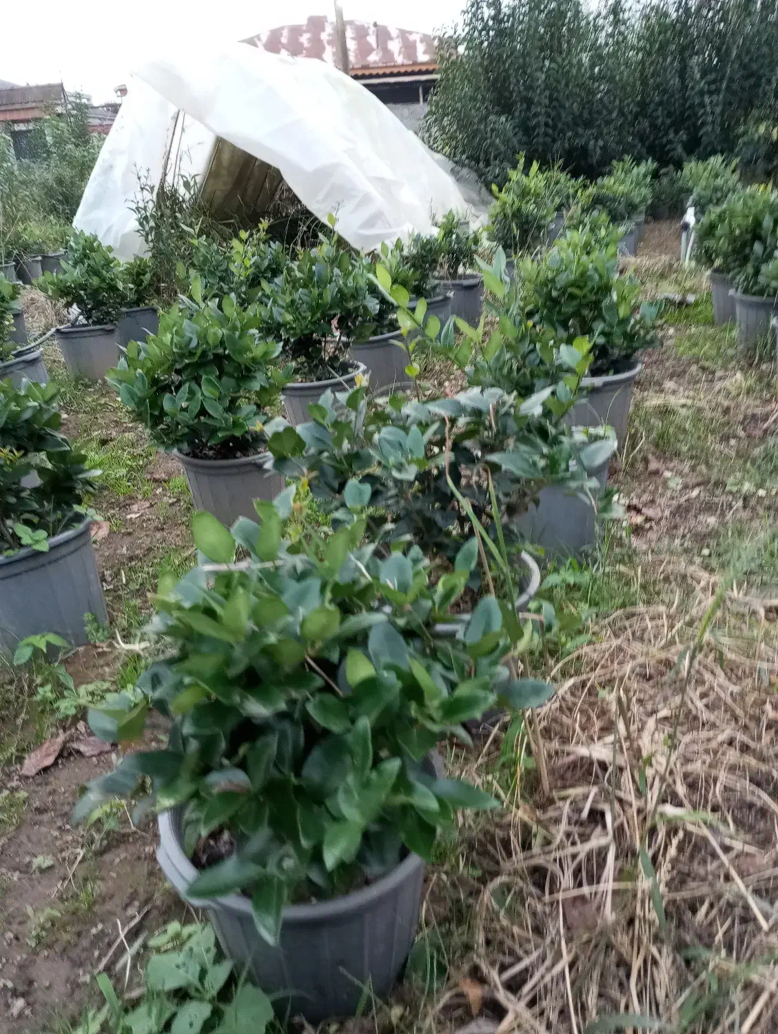 فروش یاس هلندی سطل ۱۰|گل و گیاه طبیعی|املش, |دیوار