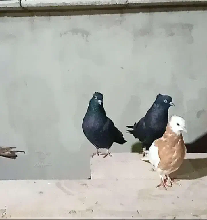 کبوتر|پرنده|گرگان, |دیوار