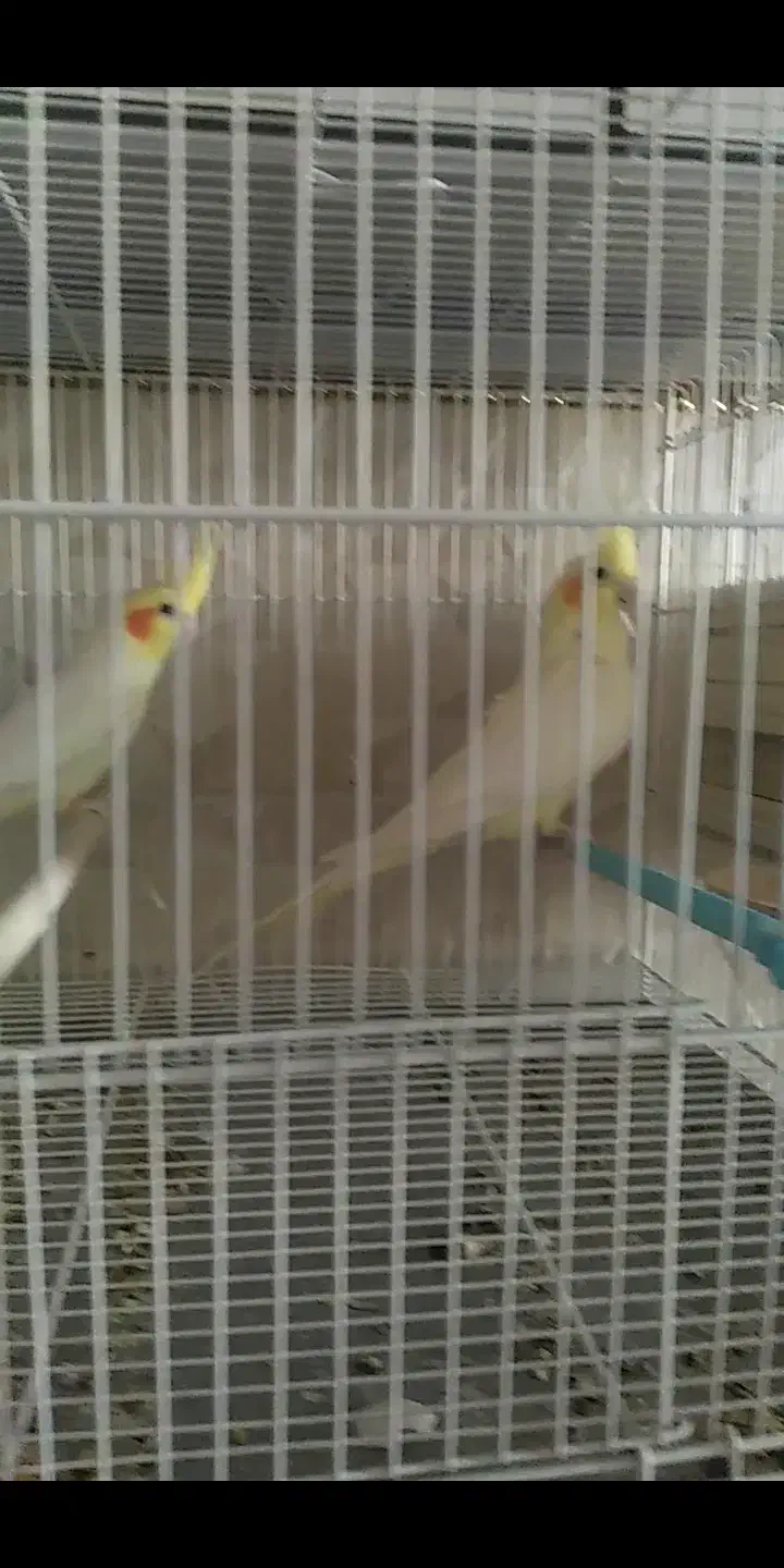 عروس هلندی مولد|پرنده|شیراز, سعدیه شمالی|دیوار