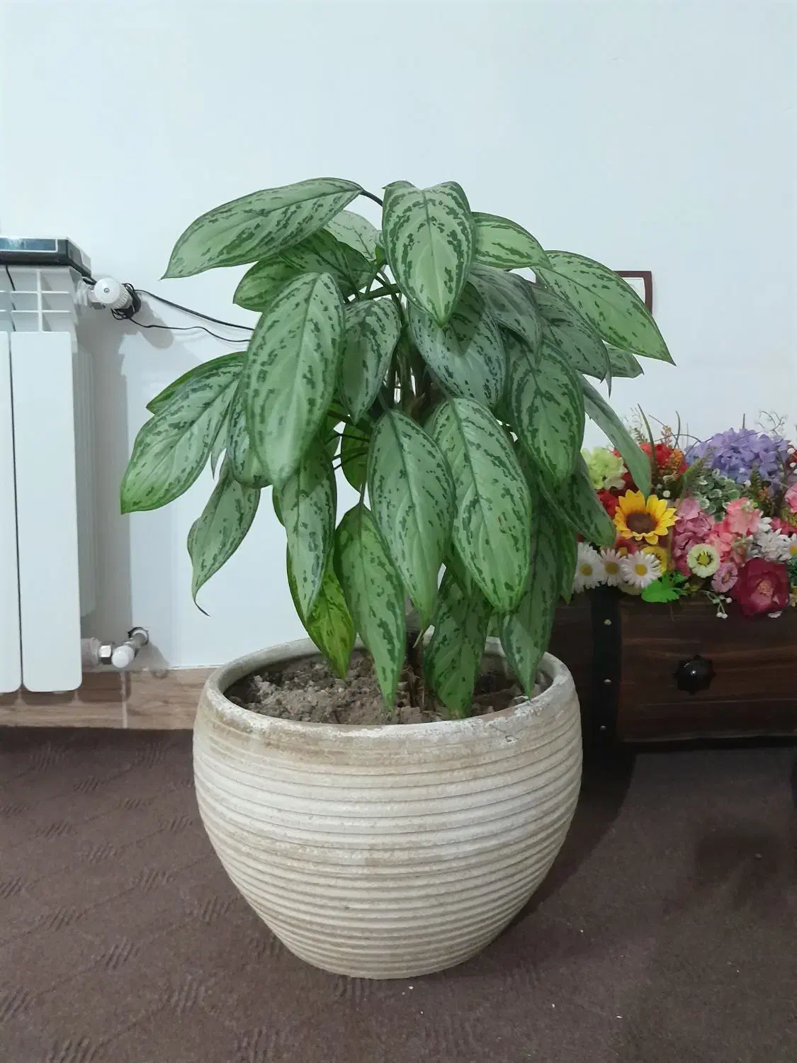 گل زینتی|گل و گیاه طبیعی|مشگین شهر, |دیوار