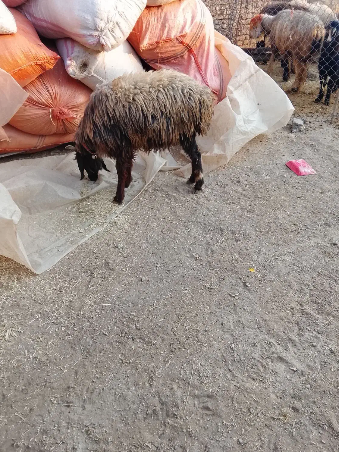 میش جوان ابستن|حیوانات مزرعه|گتوند, |دیوار