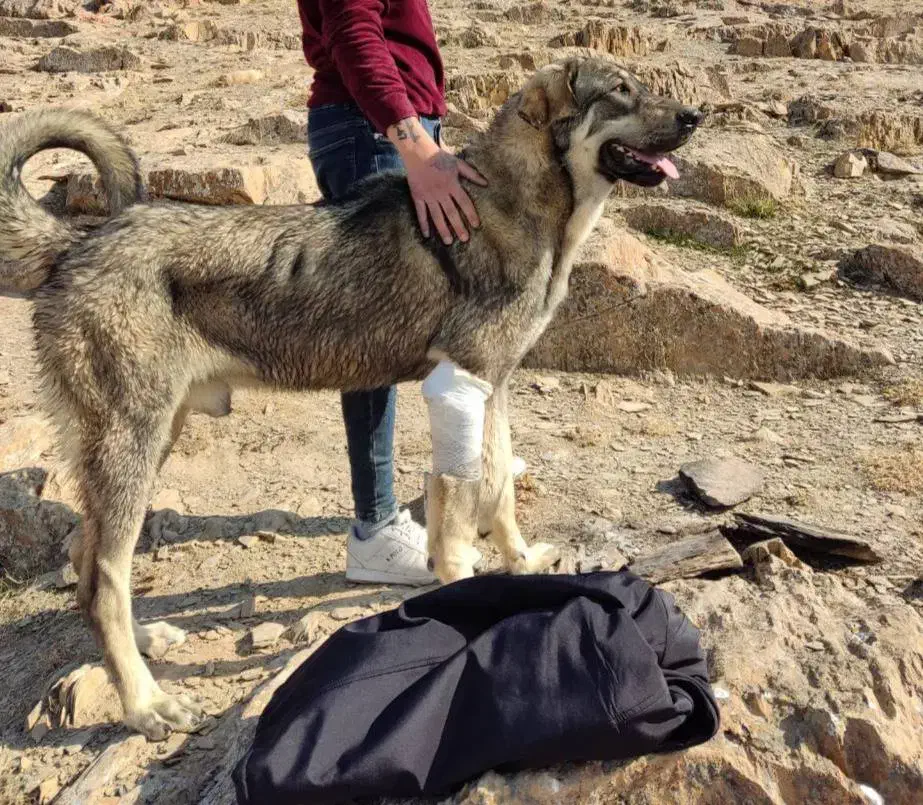 سگ  گمشده|سگ|معصومیه, |دیوار