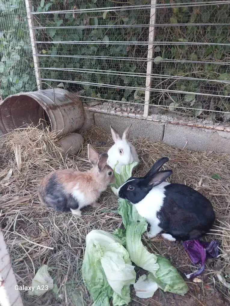 خرگوش دستی زیبا|موش و خرگوش|شوشتر, |دیوار