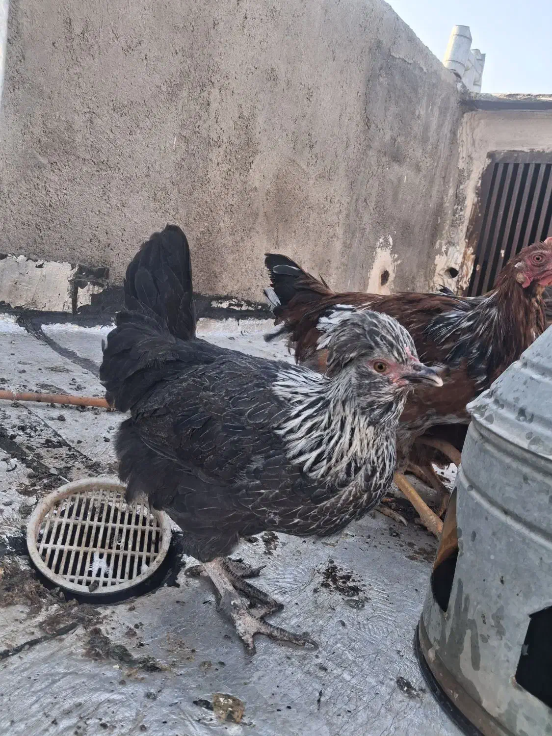 خروس و مرغ|حیوانات مزرعه|تاکستان, |دیوار