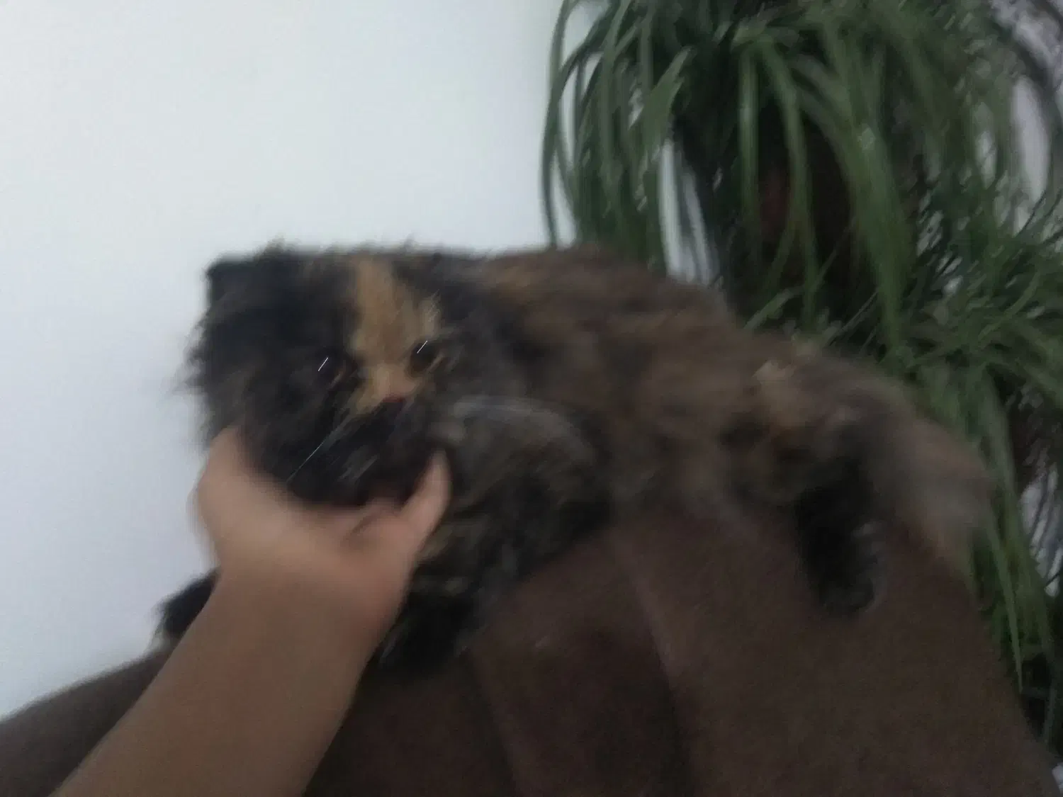 گربه پرشین کت دورنگ|گربه|زاهدان, |دیوار