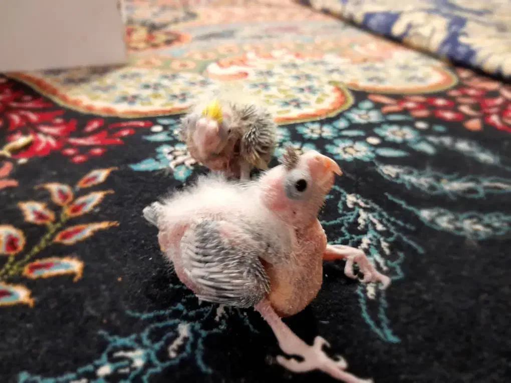 جوجه عروس هلندی|پرنده|زهک, |دیوار