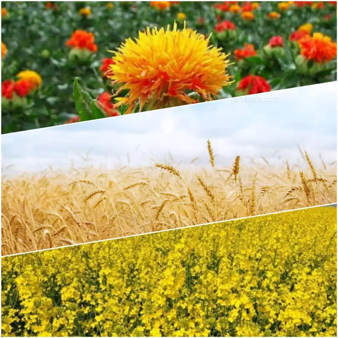 فروش هزار متر زمین مستثنیات حسین آباد دلگان|فروش زمین و ملک کلنگی|دلگان, |دیوار