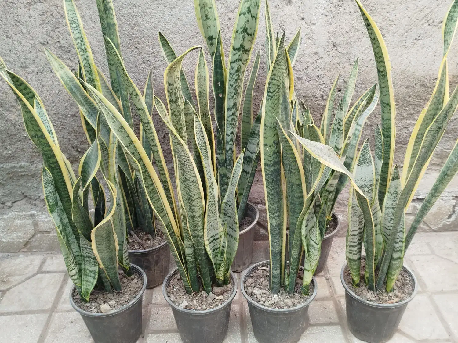 بدو که تموم شد|گل و گیاه طبیعی|سبزوار, شرق کال عیدگاه|دیوار