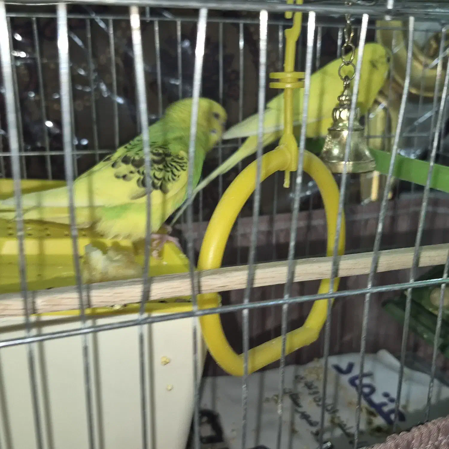 مرغ عشق|پرنده|تهران, سوهانک|دیوار