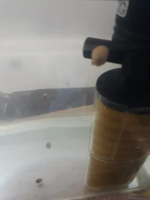 حلزون سیب|ماهی|اسفراین, |دیوار