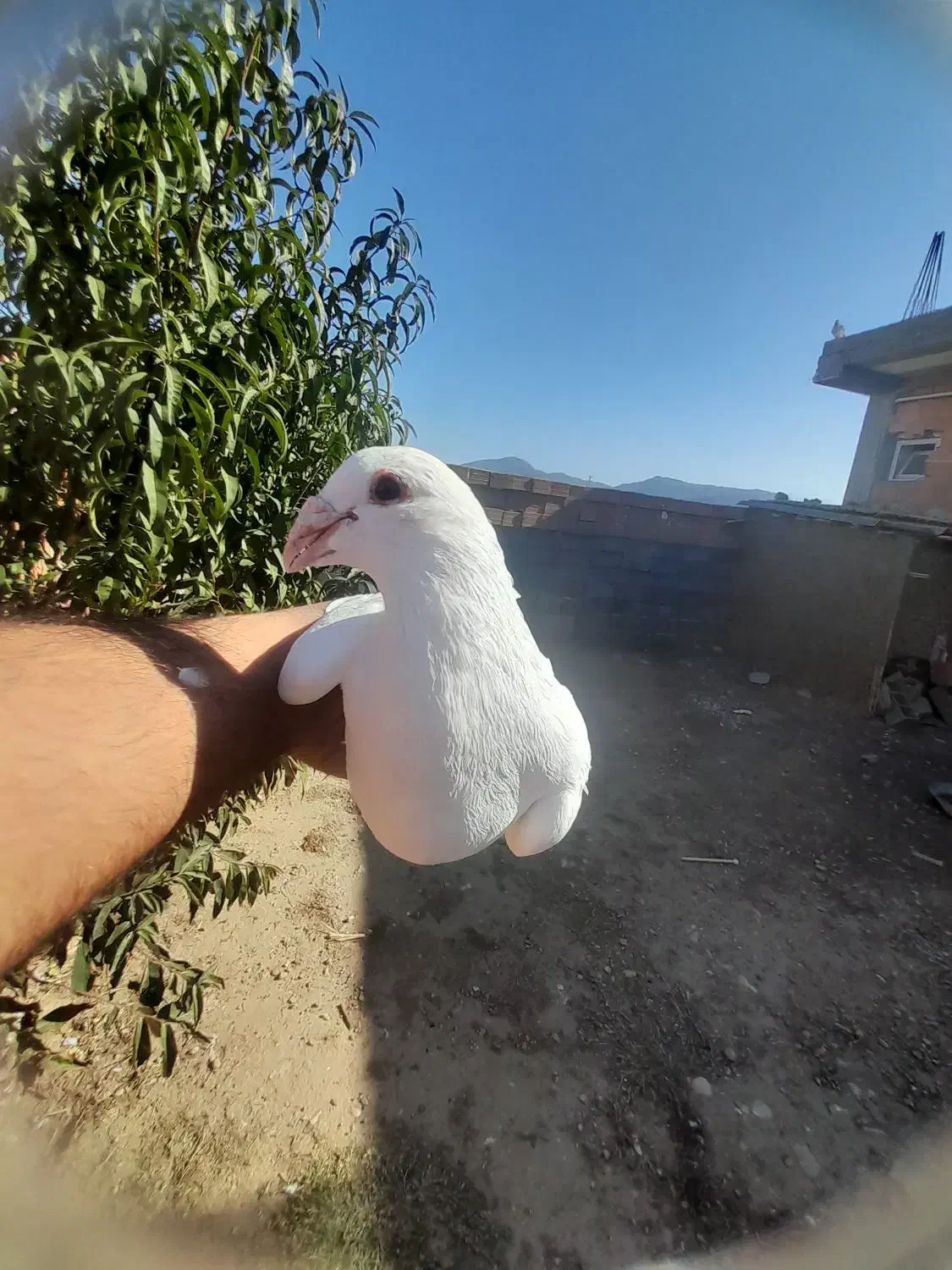 سفید عراقی نر درشت وهیکلی|پرنده|مینودشت, |دیوار