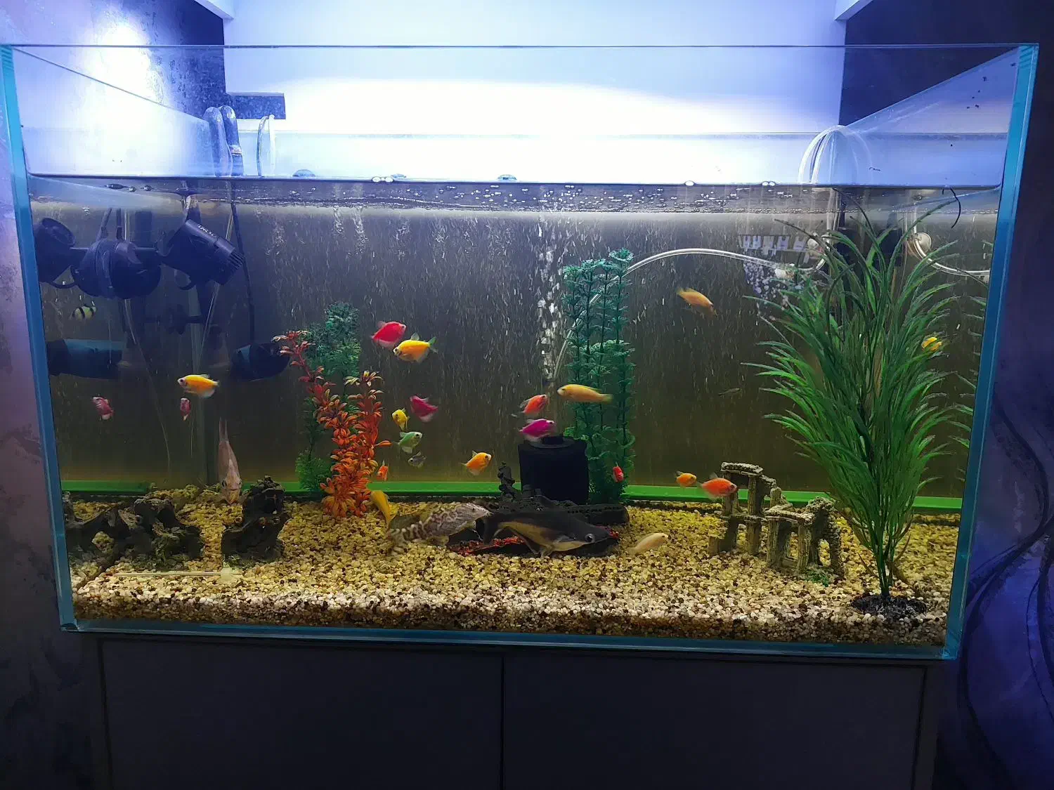 اکواریوم|ماهی|تهران, بیسیم|دیوار