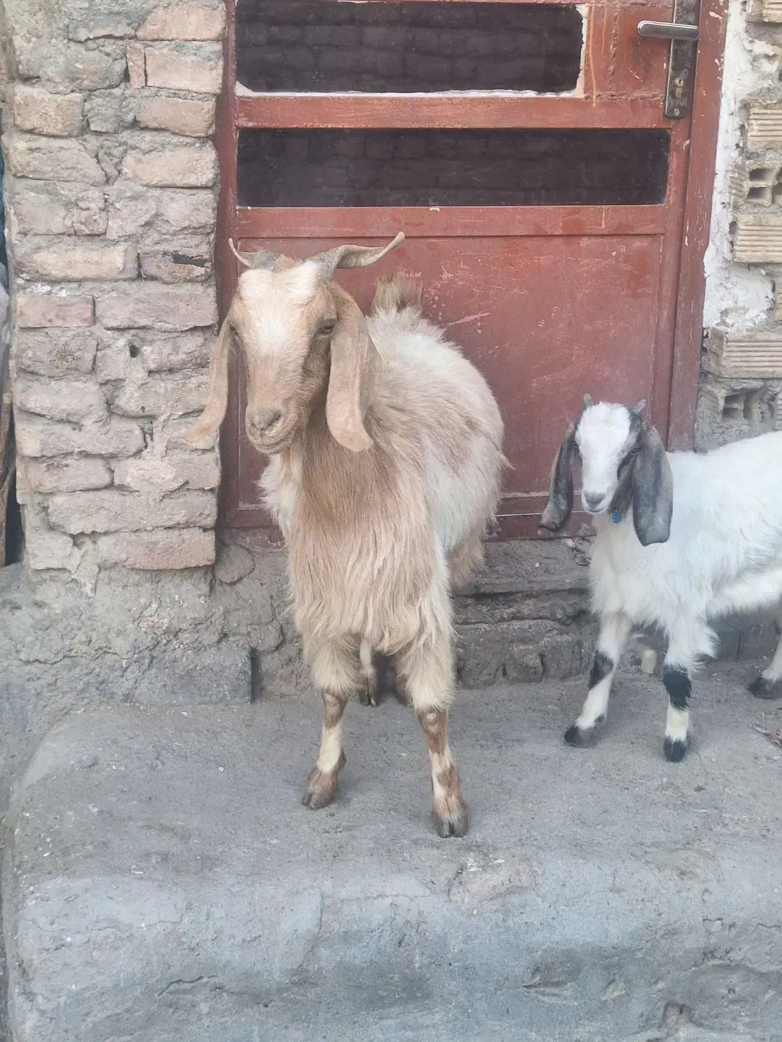 فروش بز وبزغاله|حیوانات مزرعه|دورود, |دیوار