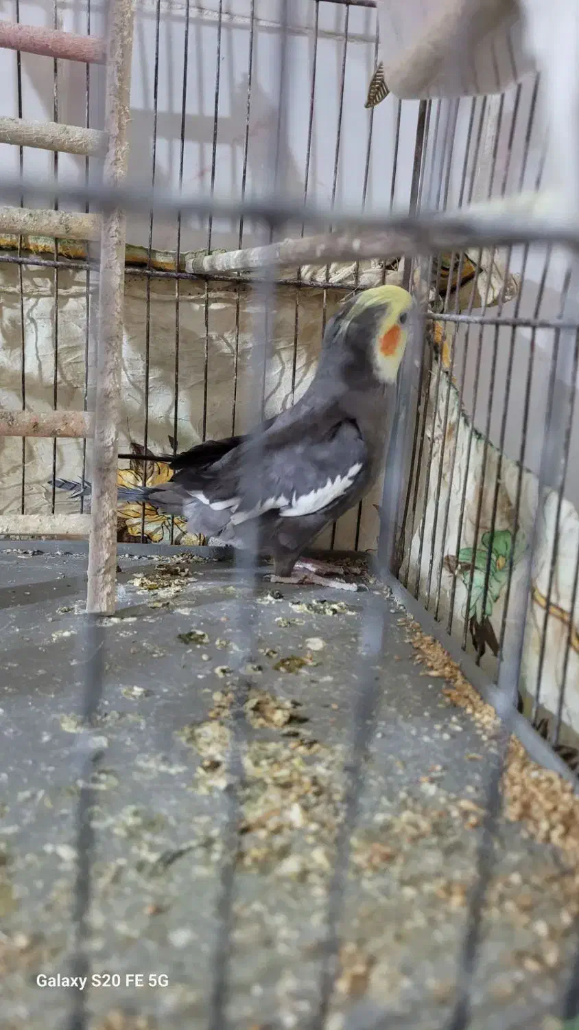 جفت عروس هلندی|پرنده|اسفراین, |دیوار