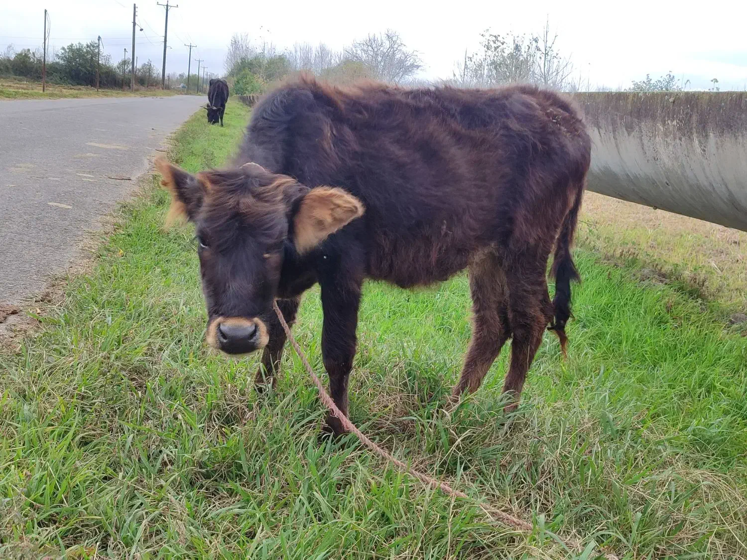 گاو با گوساله ماده جرسی|حیوانات مزرعه|فومن, |دیوار