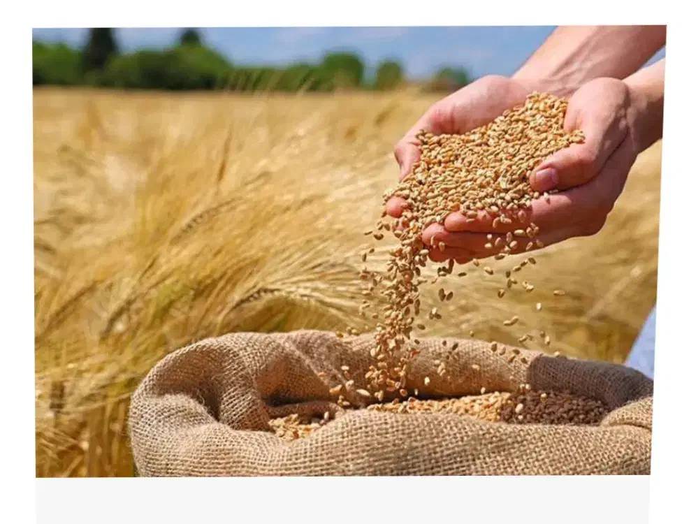 گندم آبی پیشتاز|عمدهفروشی|دینور, |دیوار