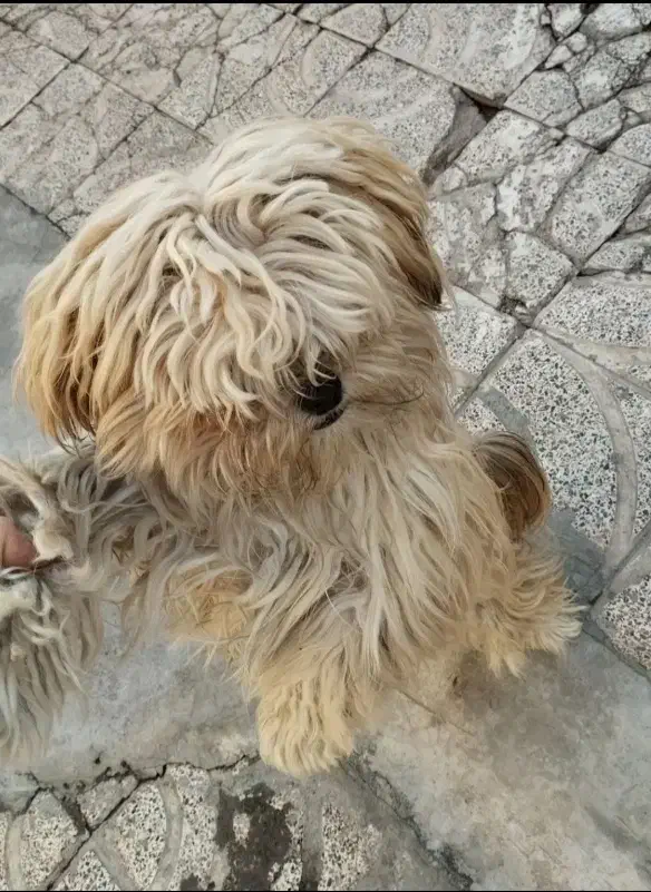 سگ شیتزو نر1ساله.|سگ|اردبیل, |دیوار