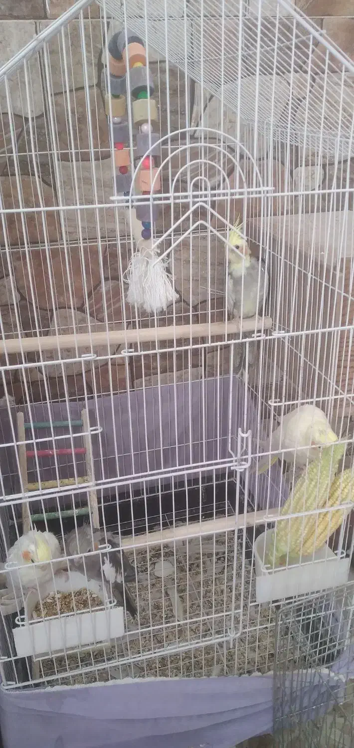 عروس هلندی|پرنده|گرمسار, |دیوار