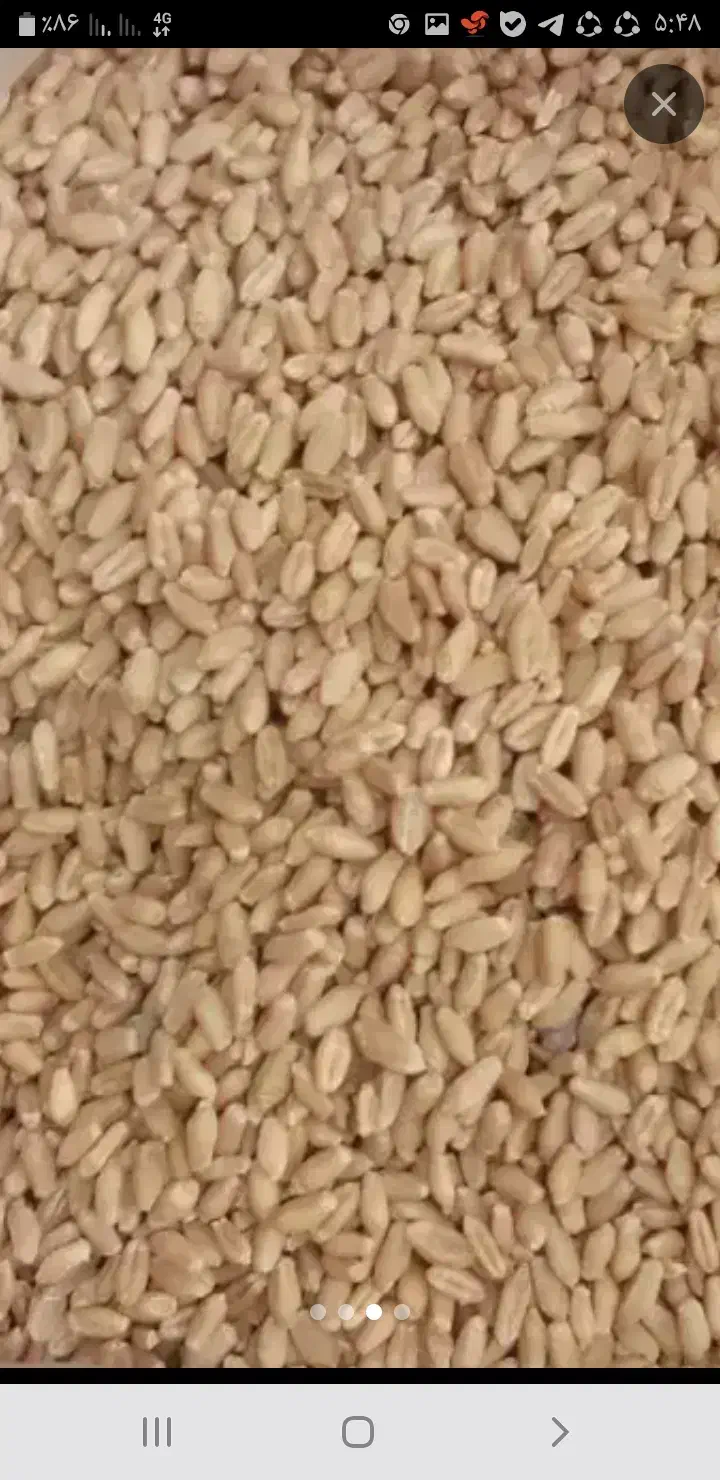 بذر گندم قابوس بو جاری شده ودرجه یک|عمدهفروشی|سیمین شهر, |دیوار