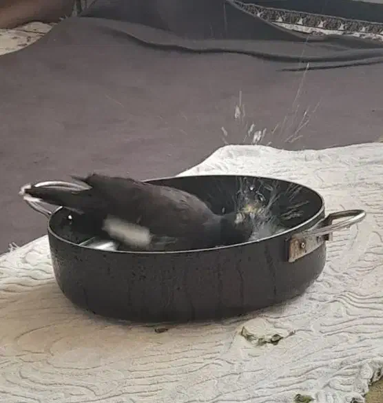 مرغ مینا سخنگو|پرنده|صحنه, |دیوار