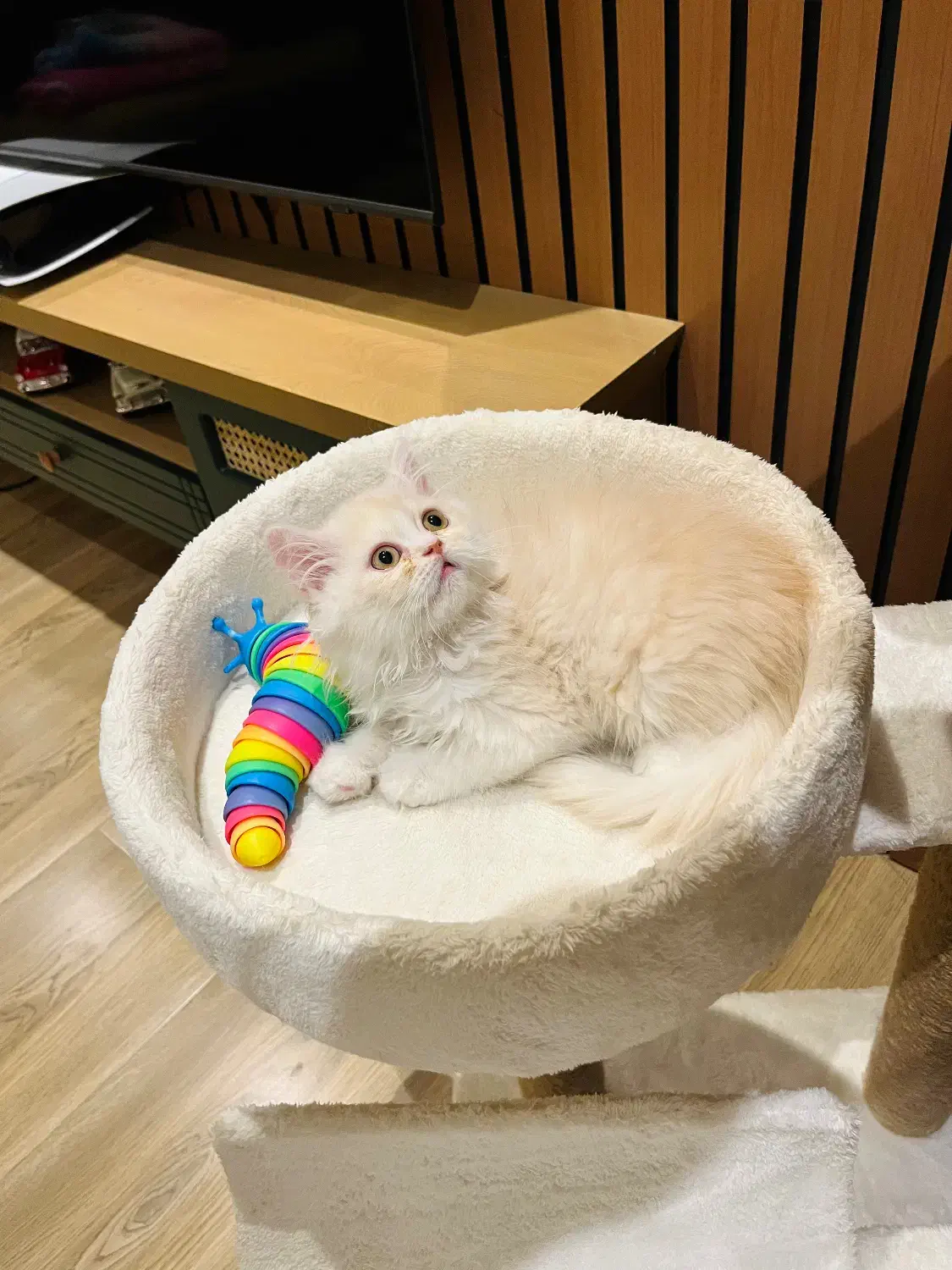 گربه های پرشین و بریتیش اصیل|گربه|نوشهر, |دیوار