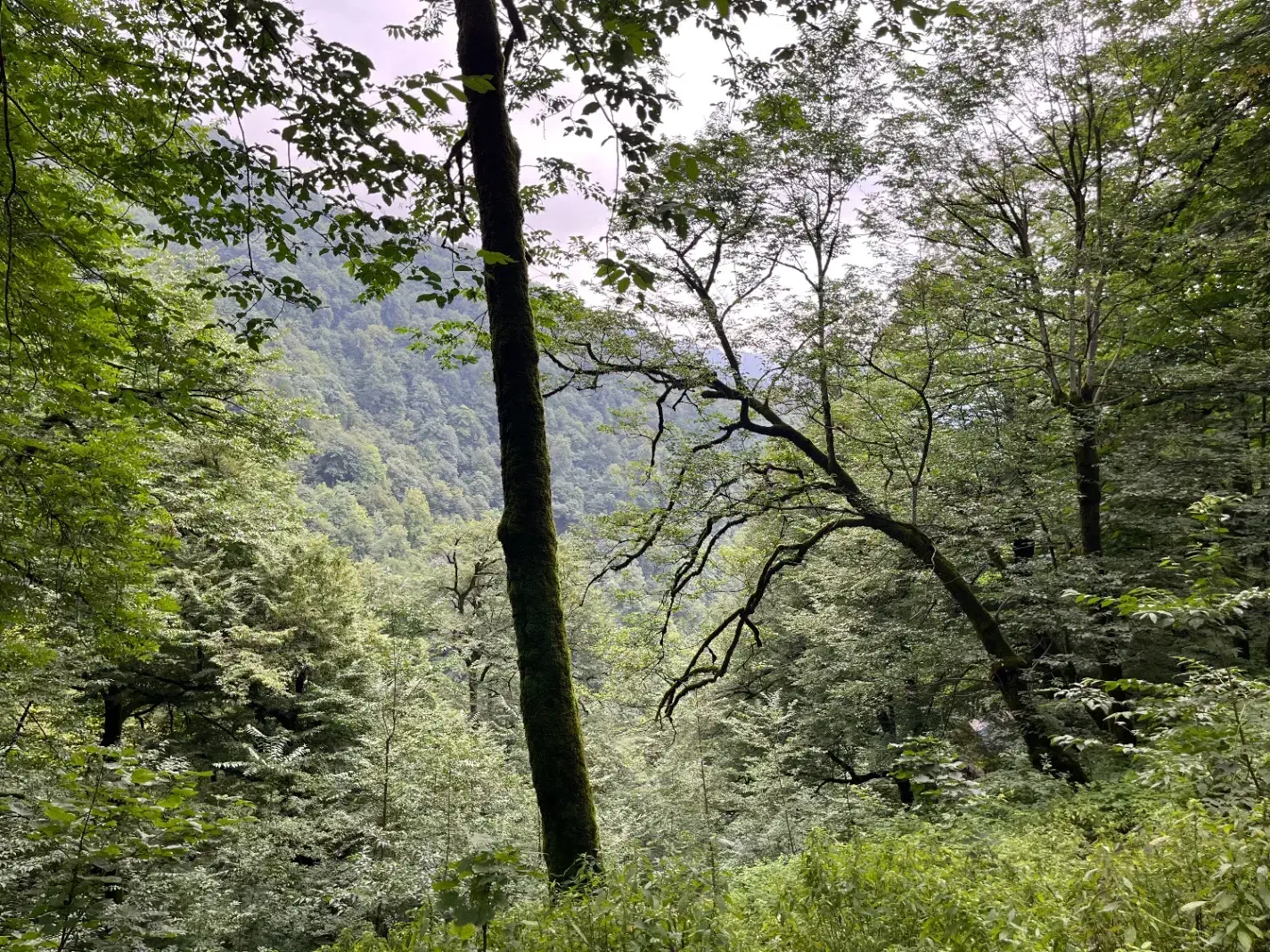 فروش خانه باغ دهبکری|فروش خانه و ویلا|دهبکری, |دیوار