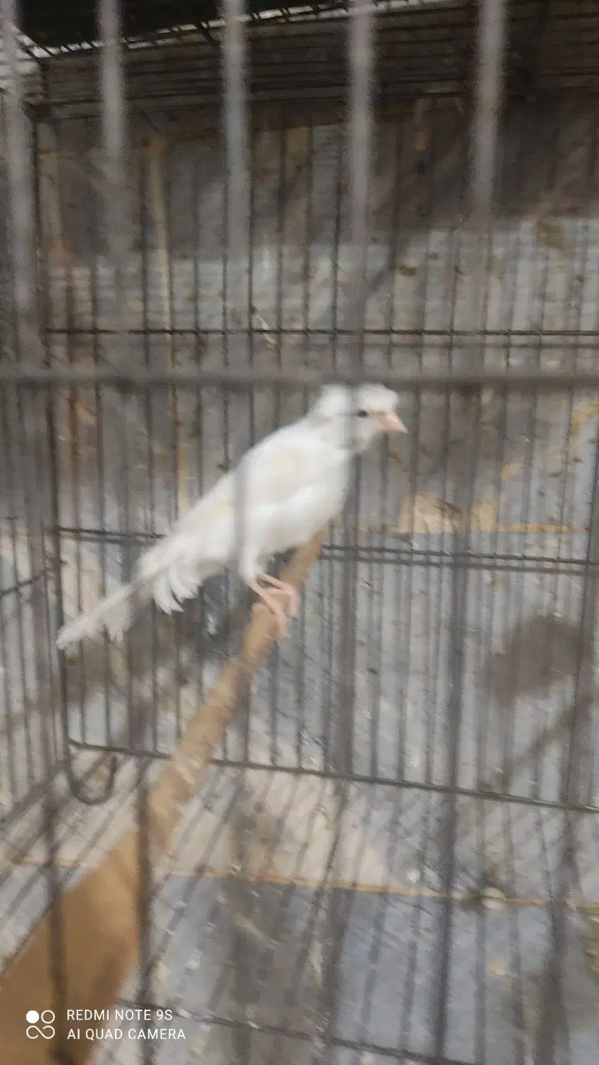 قناری نر|پرنده|باقرشهر, |دیوار