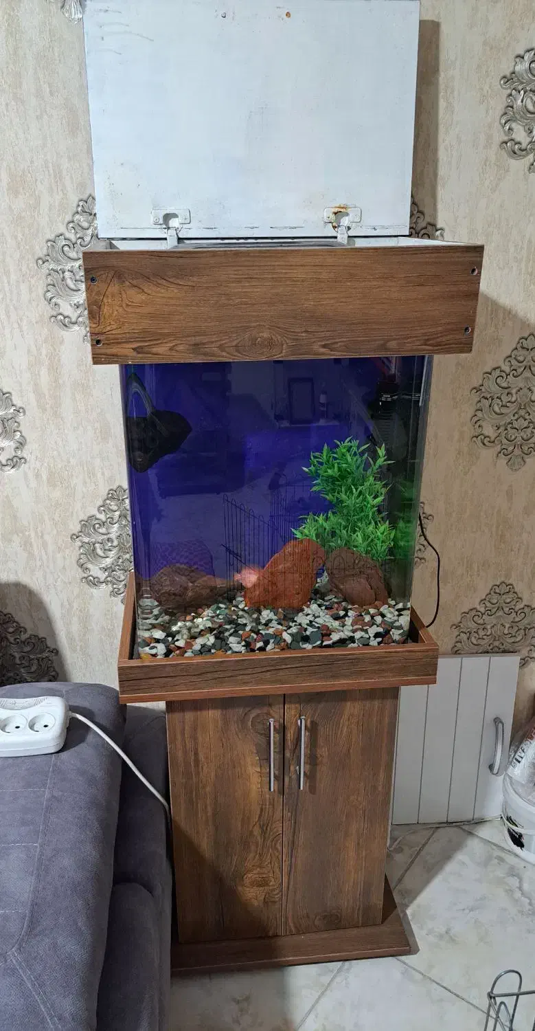 اکواریوم شیشه خم|ماهی|کرج, حیدرآباد|دیوار