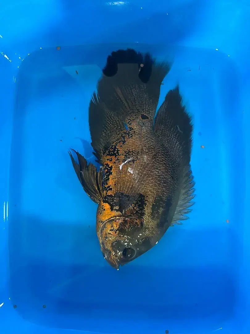 ماهی|ماهی|قم, انصار‌الحسین|دیوار