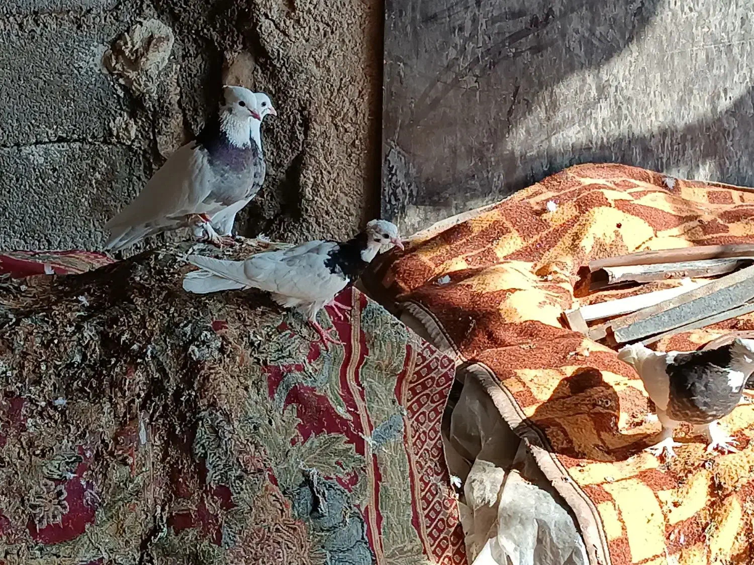 کبوتر طوقی|پرنده|وراوی, |دیوار