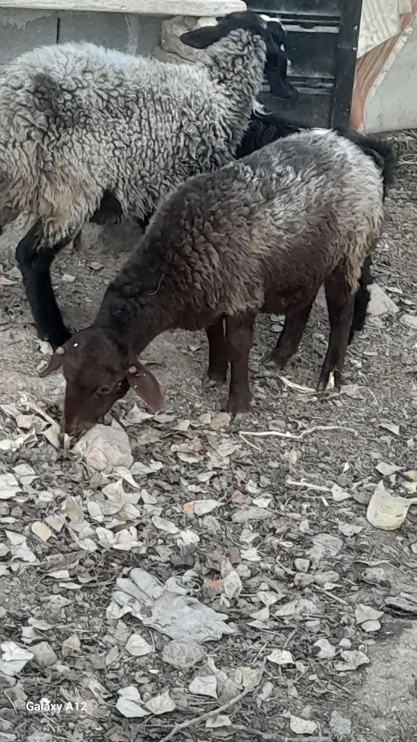 بره‌‌.|حیوانات مزرعه|آبسرد, |دیوار