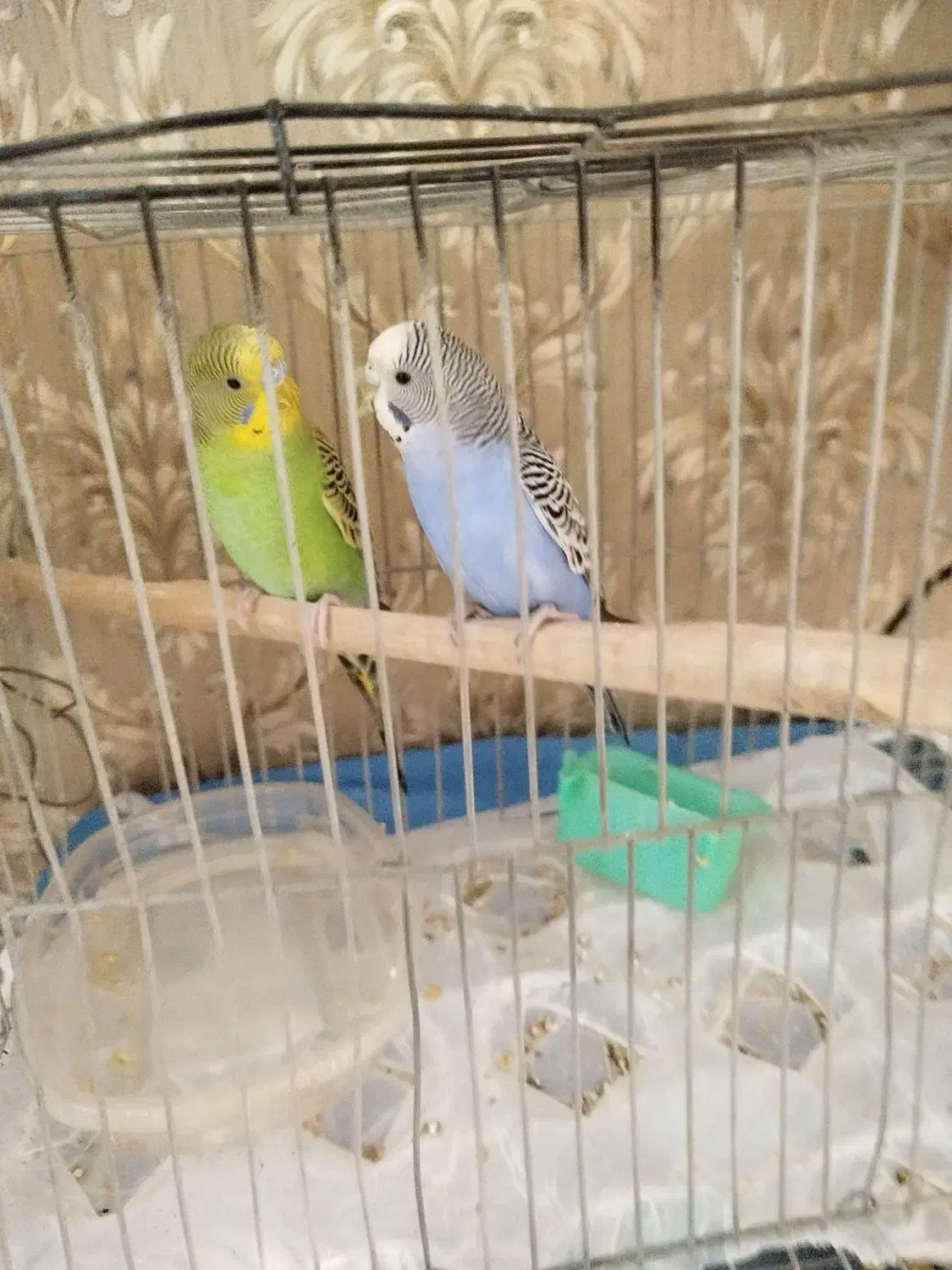 مرغ عشق|پرنده|برخوار, |دیوار