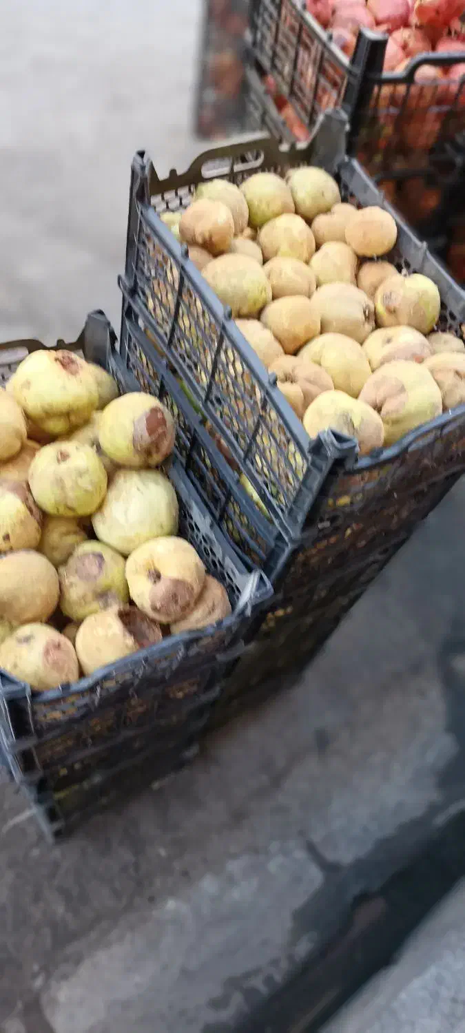 به مربای و خشک کردنی|خوردنی و آشامیدنی|قم, باغ شریفی|دیوار