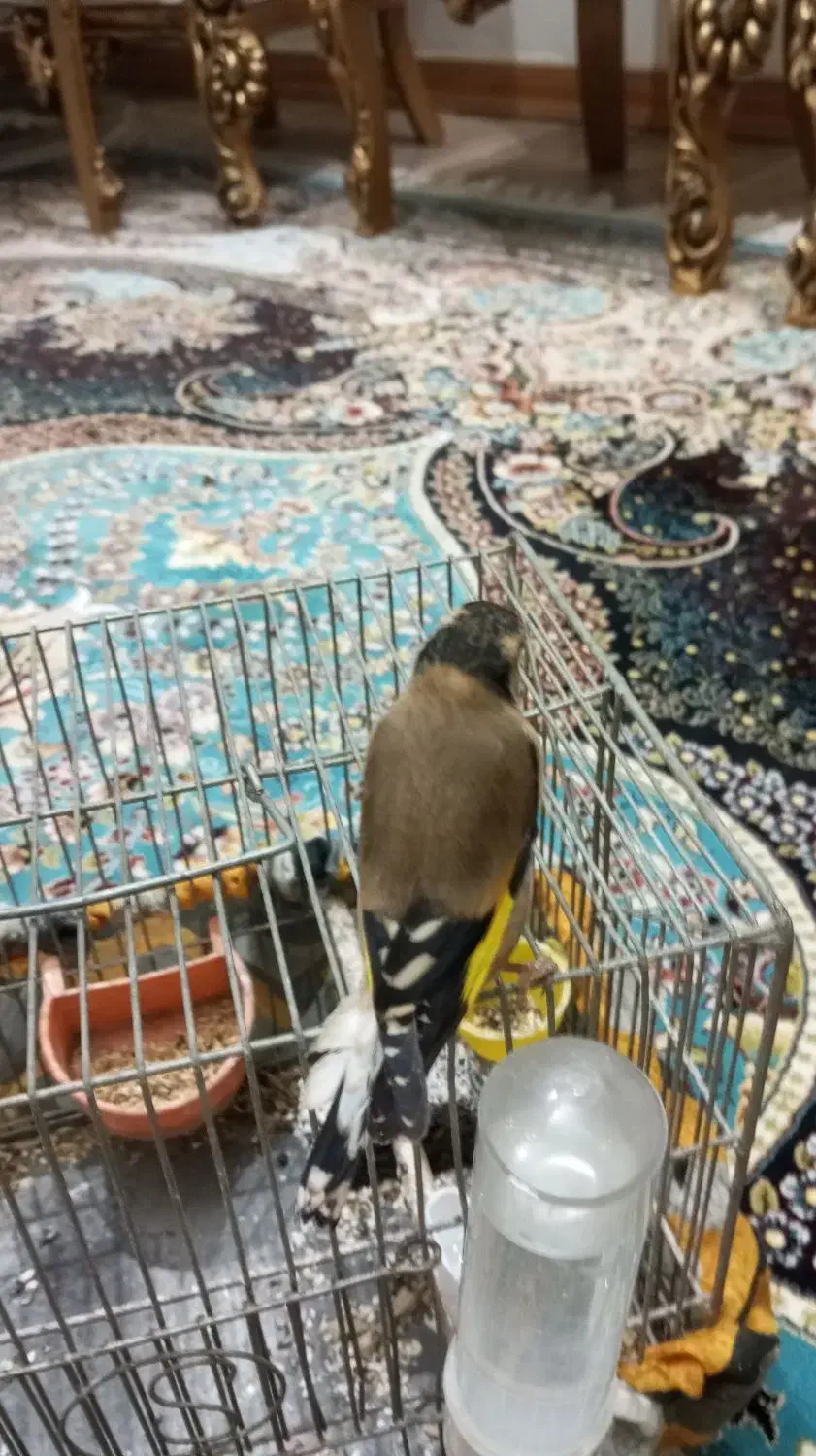 فروش سهره ماده|پرنده|چمستان, |دیوار