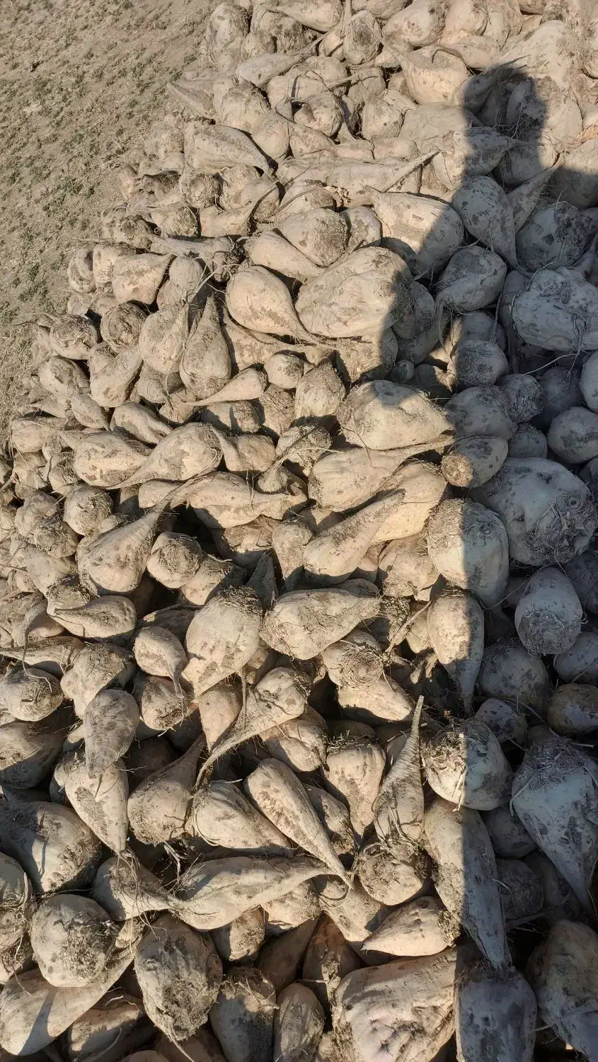 فروش چغندر|عمدهفروشی|لالجین, |دیوار