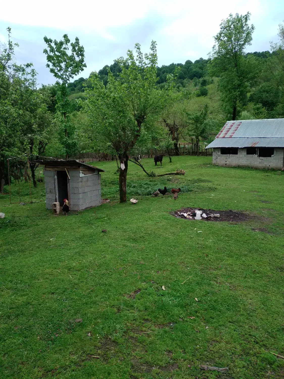 زمین مسکونی ماکلوان|فروش زمین و ملک کلنگی|ماکلوان, |دیوار