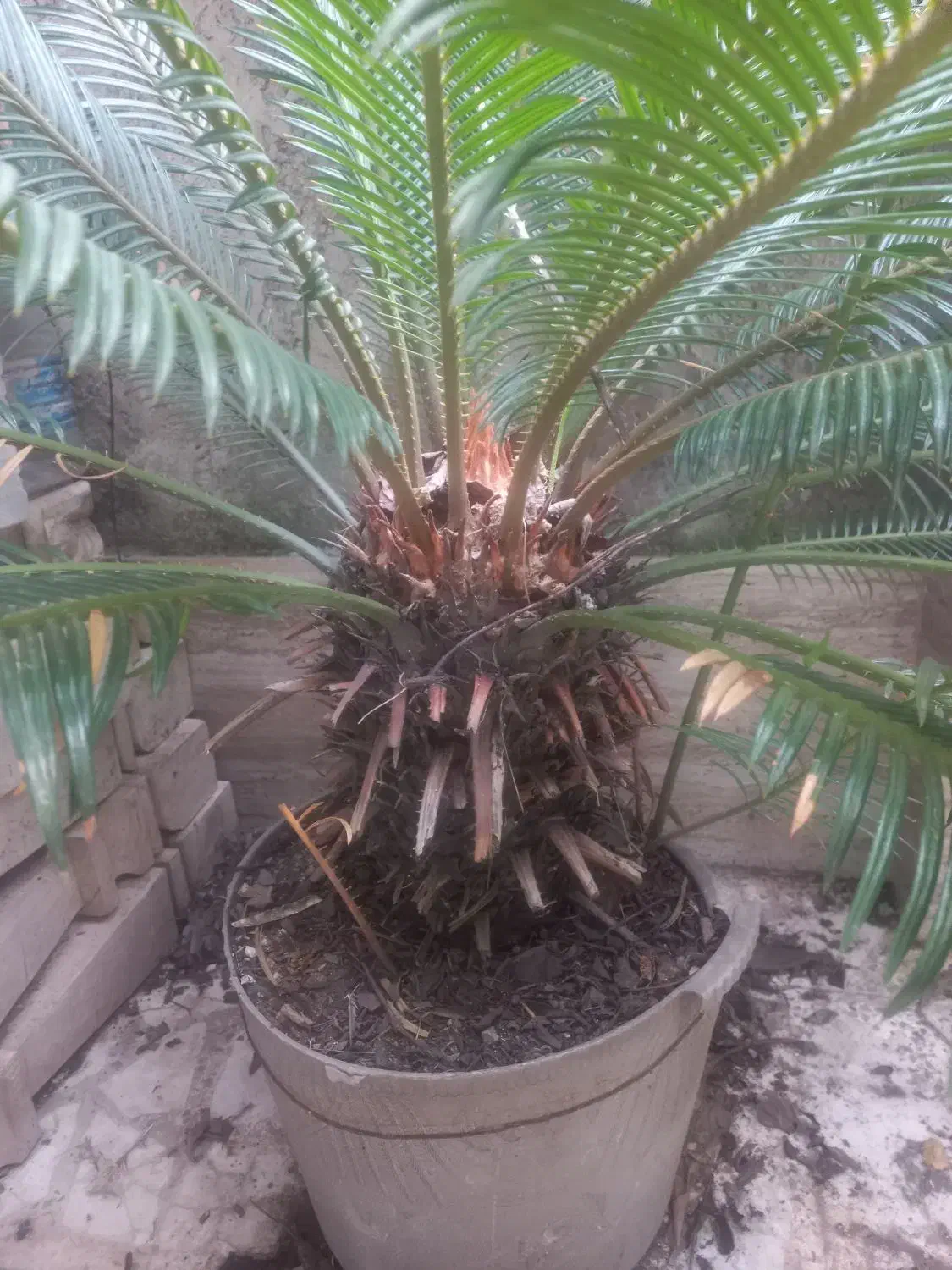 گل سیکاس|گل و گیاه طبیعی|رشت, احمد گوراب|دیوار