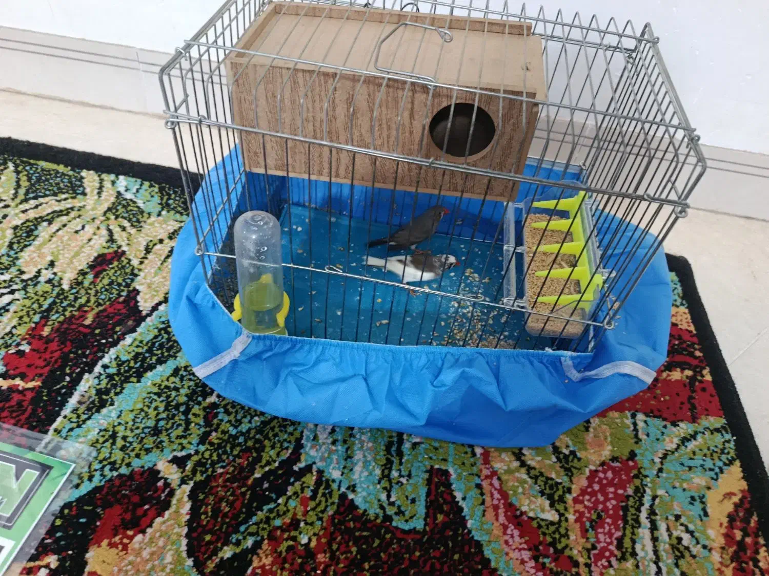 فنج|پرنده|شیبکوه (هرمزگان), |دیوار