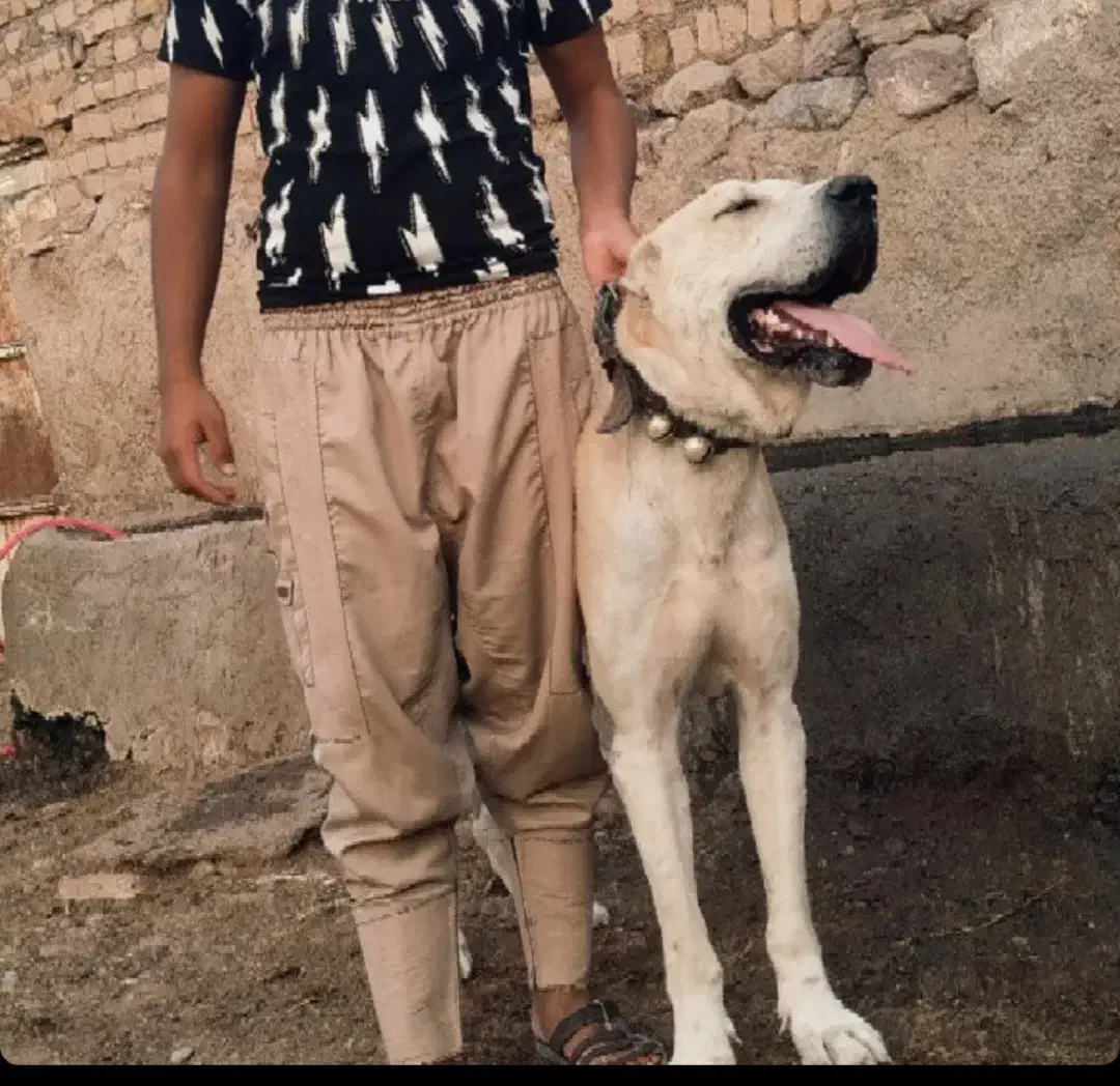 سگ خراسانی|سگ|نیشابور, مازول|دیوار