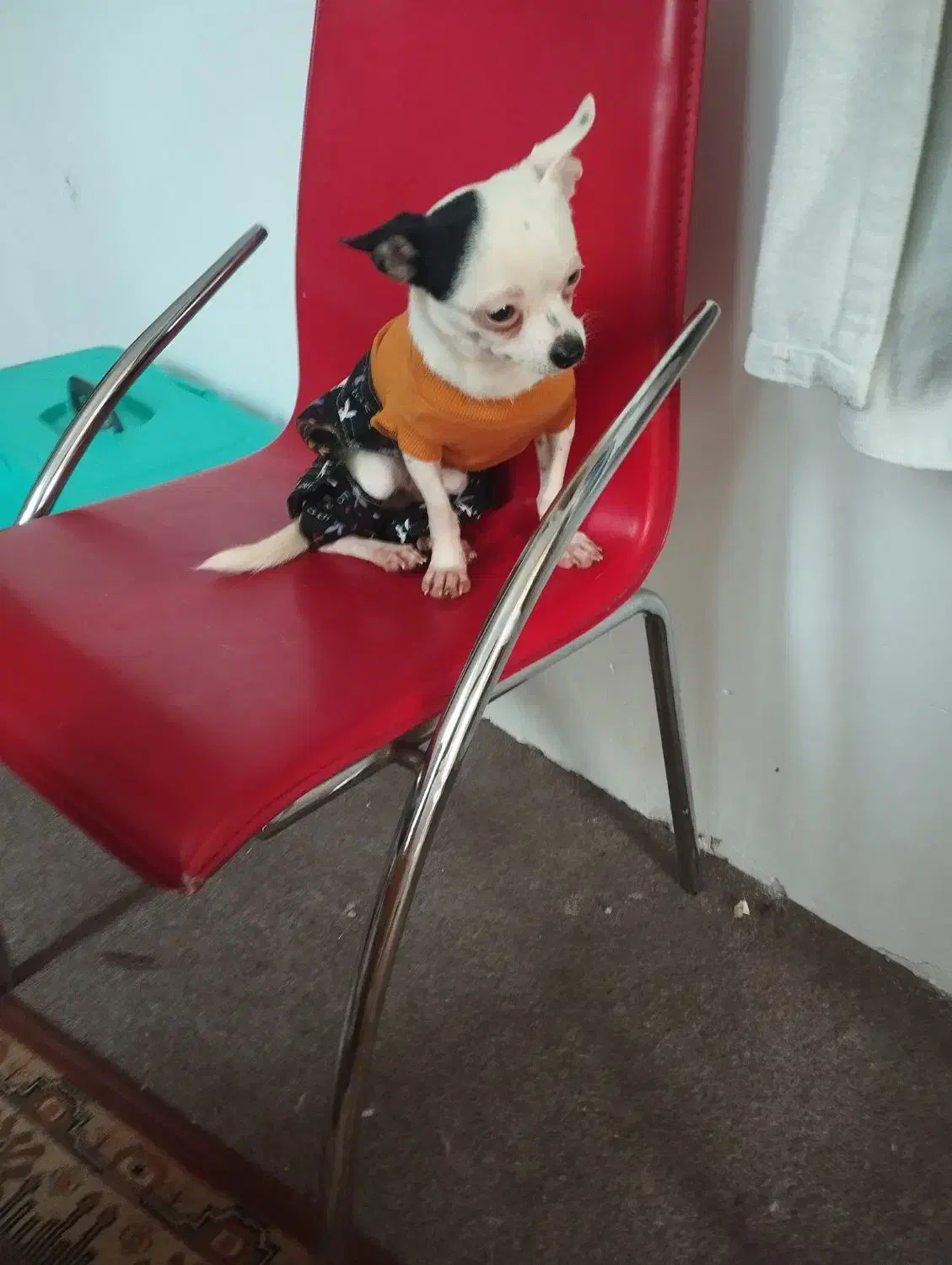 سگ شیواوا ،شیبابا،شی هواهوا،چیواوا|سگ|وحیدیه, |دیوار