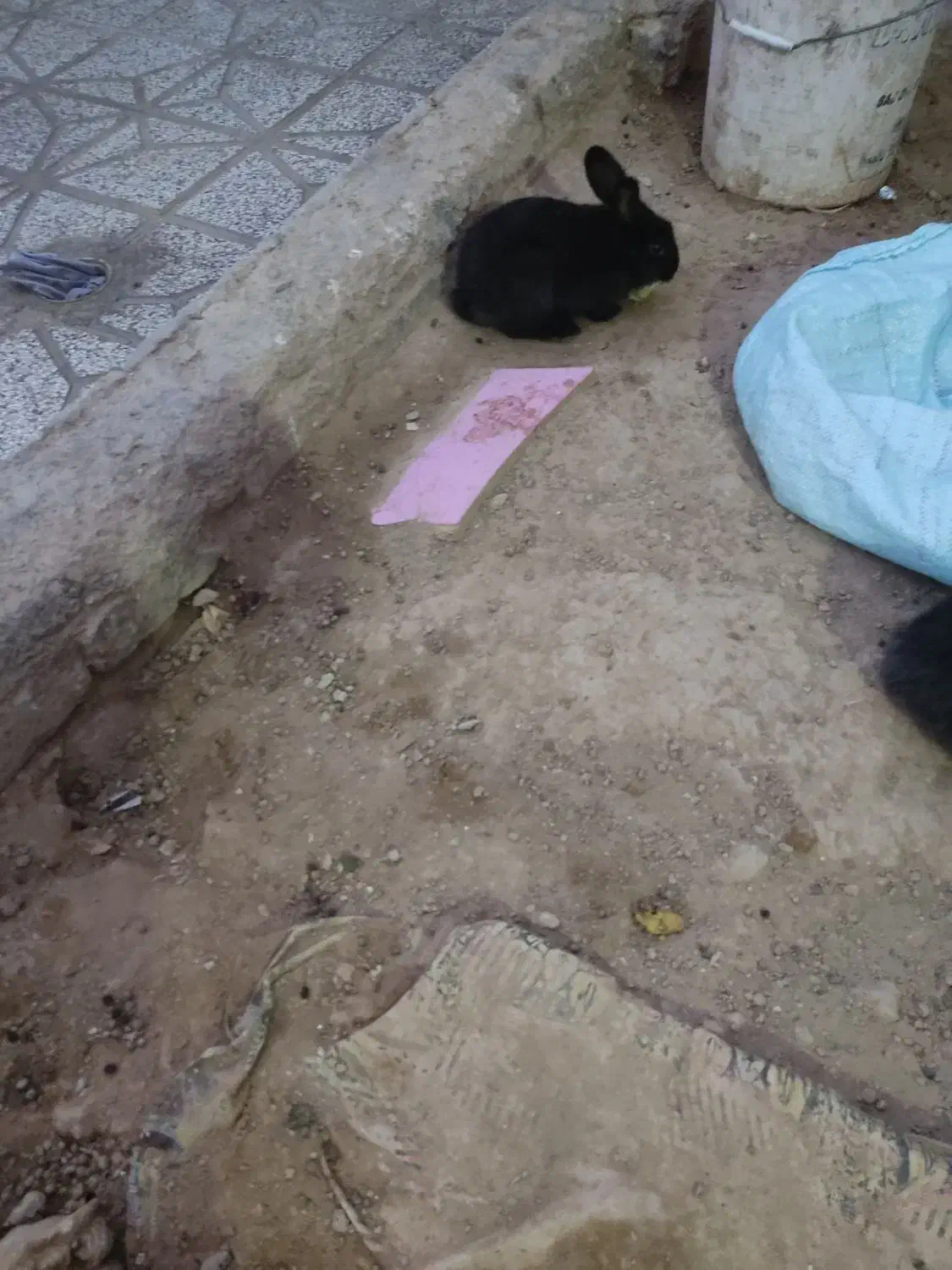 خرگوش پشمالو  لوپ اصل|موش و خرگوش|تربت‌حیدریه, حاجی یار‎|دیوار