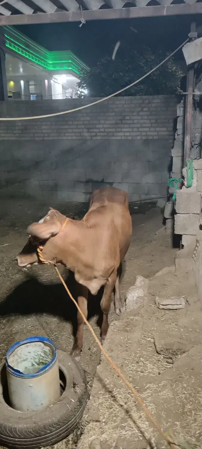 گوساله|حیوانات مزرعه|شوشتر, |دیوار