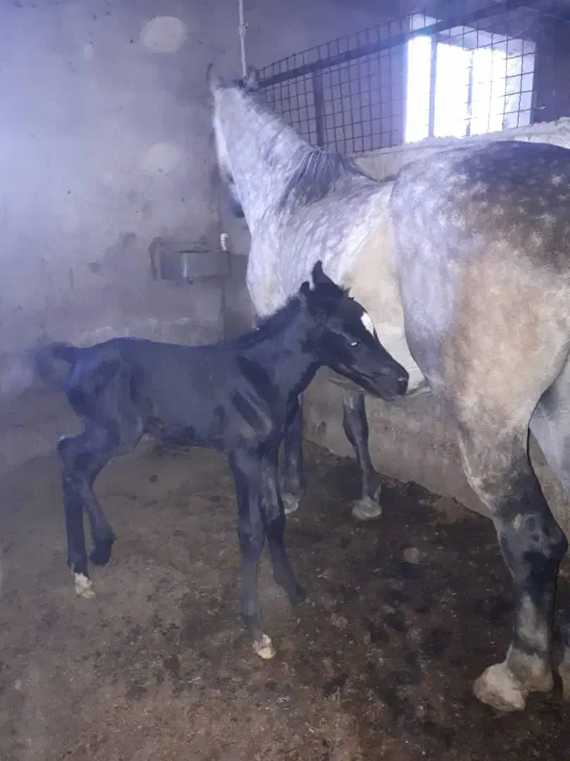 کارگر دامداری (اسب) در تبریز|استخدام سرایداری و نظافت|باسمنج, |دیوار