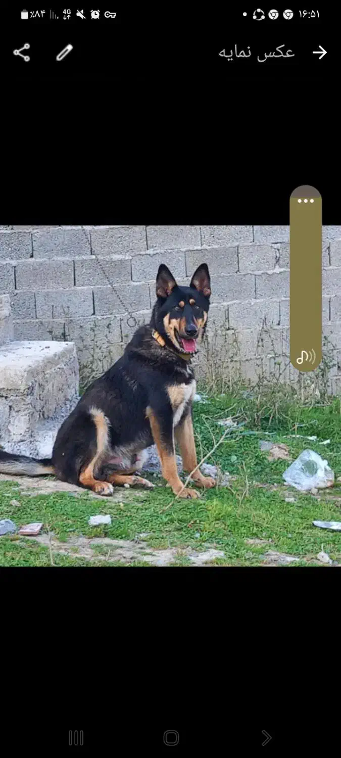 ژرمن چهارساله|سگ|ماسوله, |دیوار