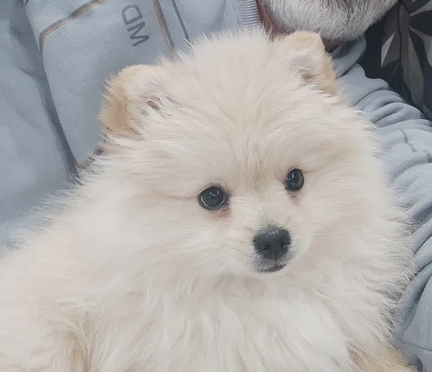 پامرانین خرسی|سگ|قزوین, |دیوار