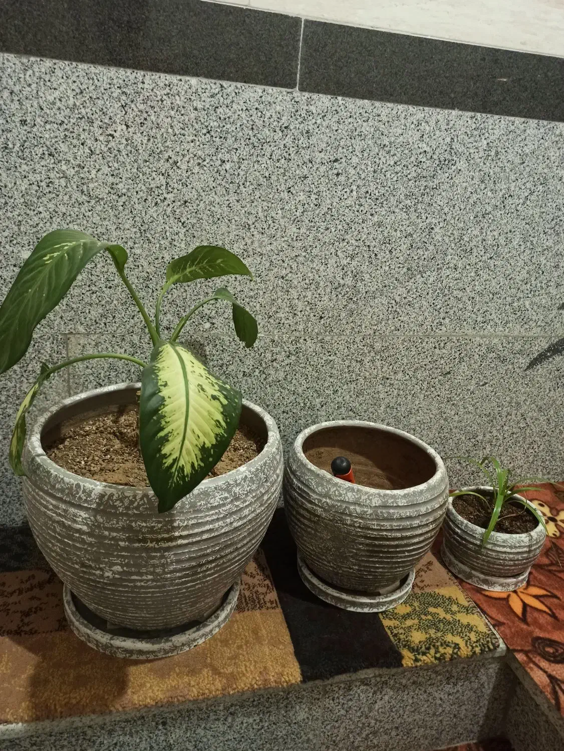 گلدان|گل و گیاه طبیعی|سنندج, |دیوار