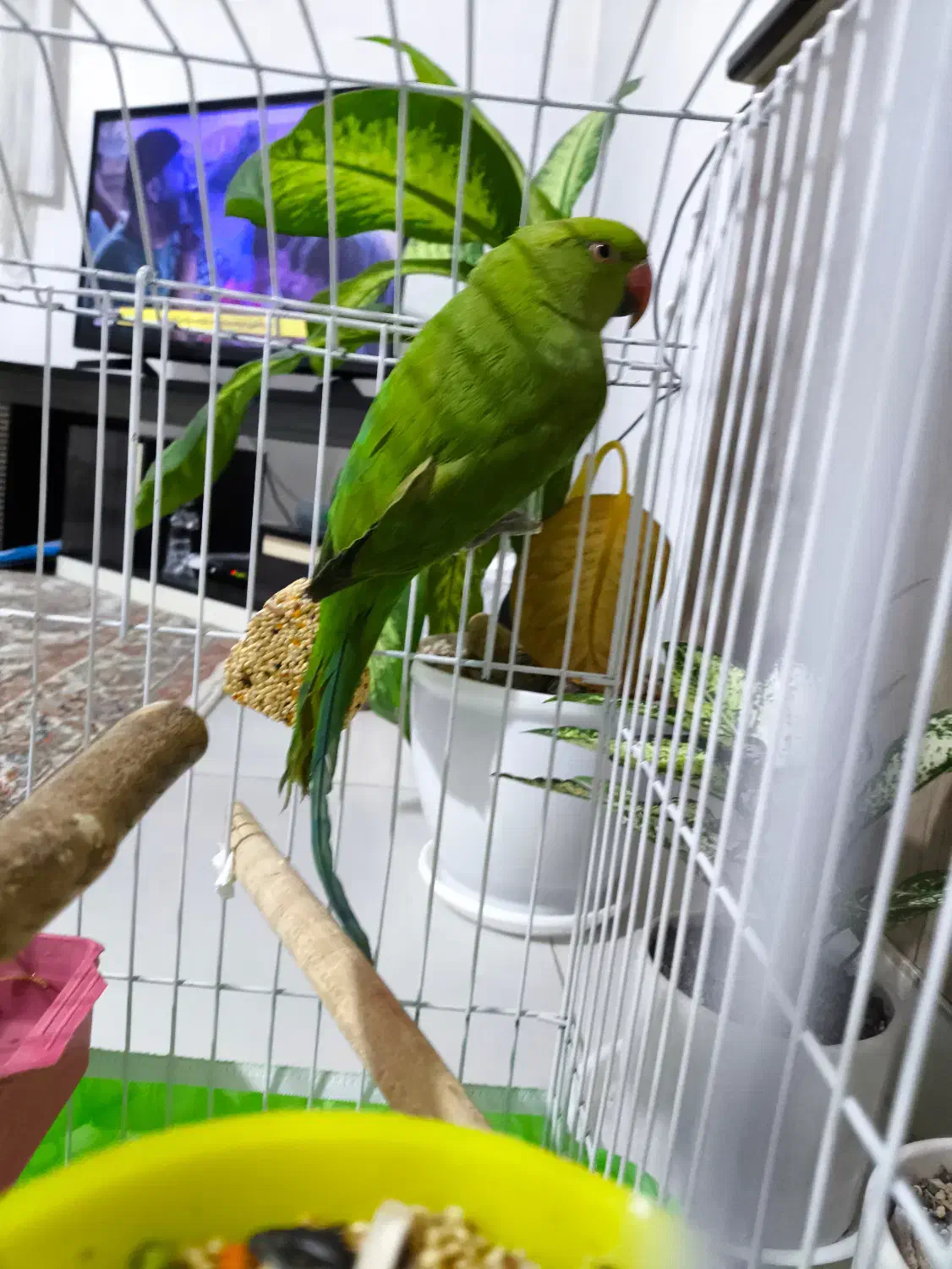 جوجه ملنگو|پرنده|اشتهارد, |دیوار